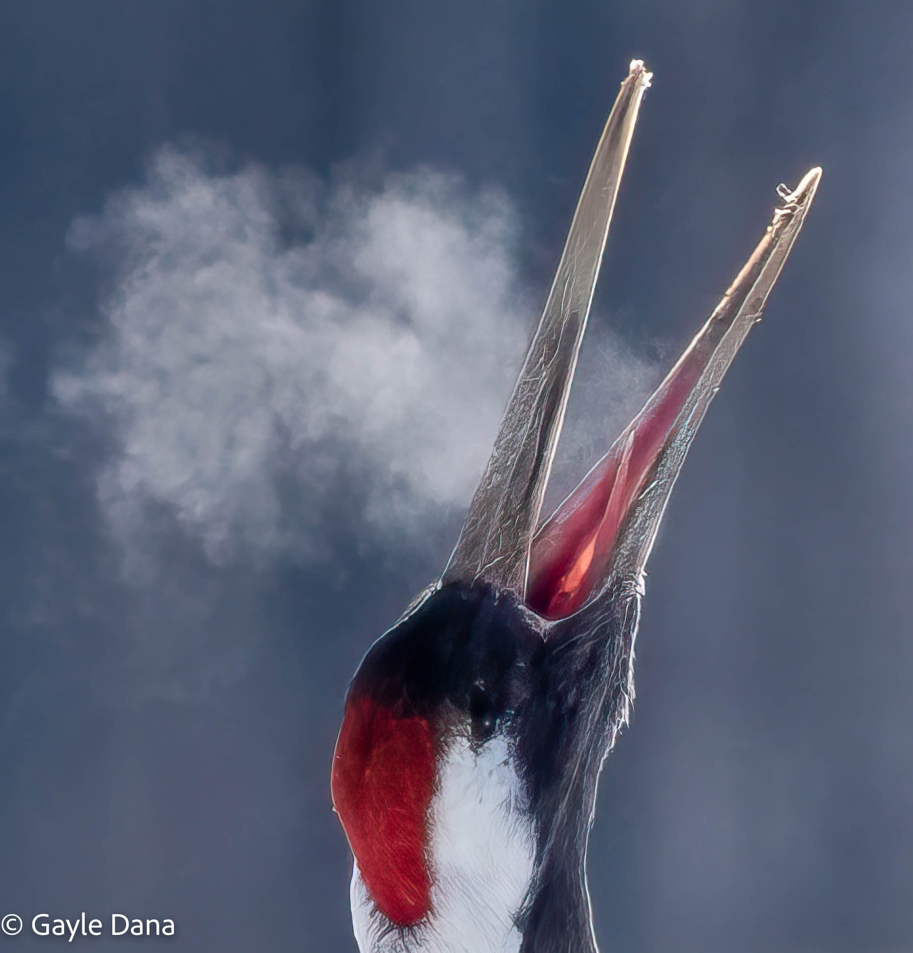 Crane with frosty breath